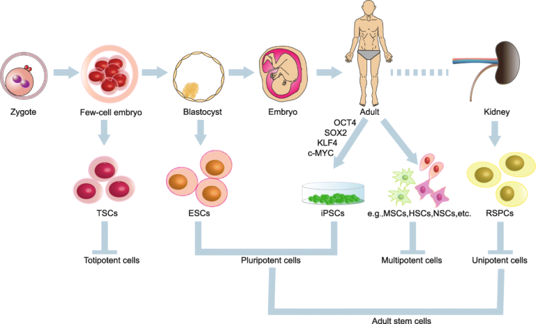 The Potential of Stem Cell Therapy in Regenerative Medicine – Planet 92